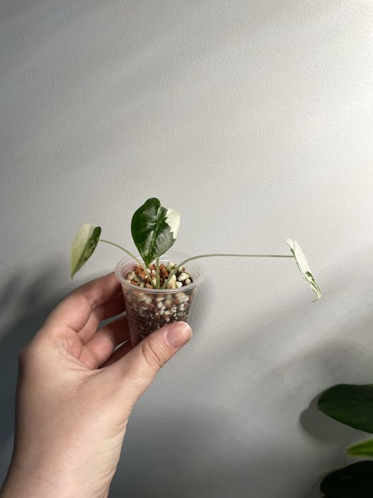 Алоказія frydek variegata