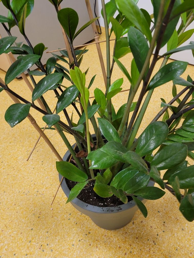 Zamiokulkas zamiolistny 70cm wysoki 90cm z doniczką