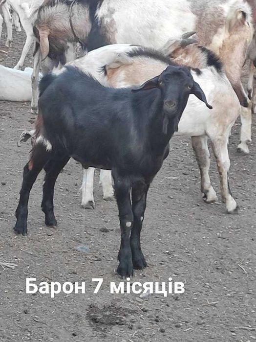 Продам АНубійских