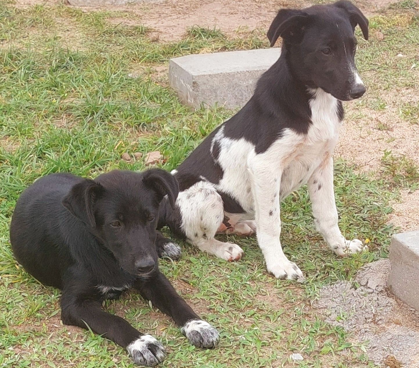 Luna i Krowka szukają domów