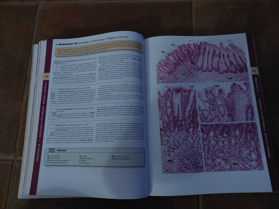 Ross - Histologia Texto e Atlas- 6ª edição