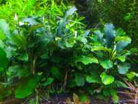 Bucephalandra  Wavy Green na 1 plan , korzeń. Hodowla podwodna.Gratisy