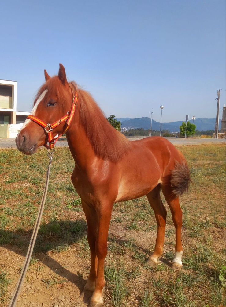 Vendo Poldro Alazão