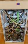 Terrarium dla kameleona na zamówienie 60x40x100