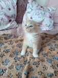 Maine coon FPL.Kotek,,kot rasowy