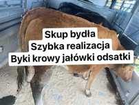 Bydło byki krowy jałówki odsatki