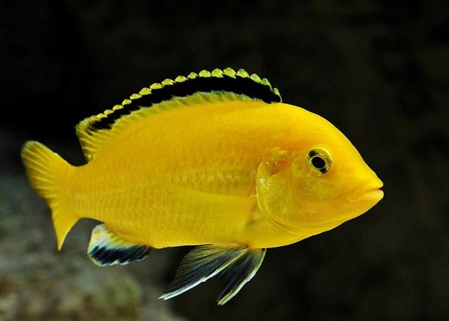 MISIEKZOO Pyszczaki - Pyszczak Yellow / W ofercie 25 gatunków