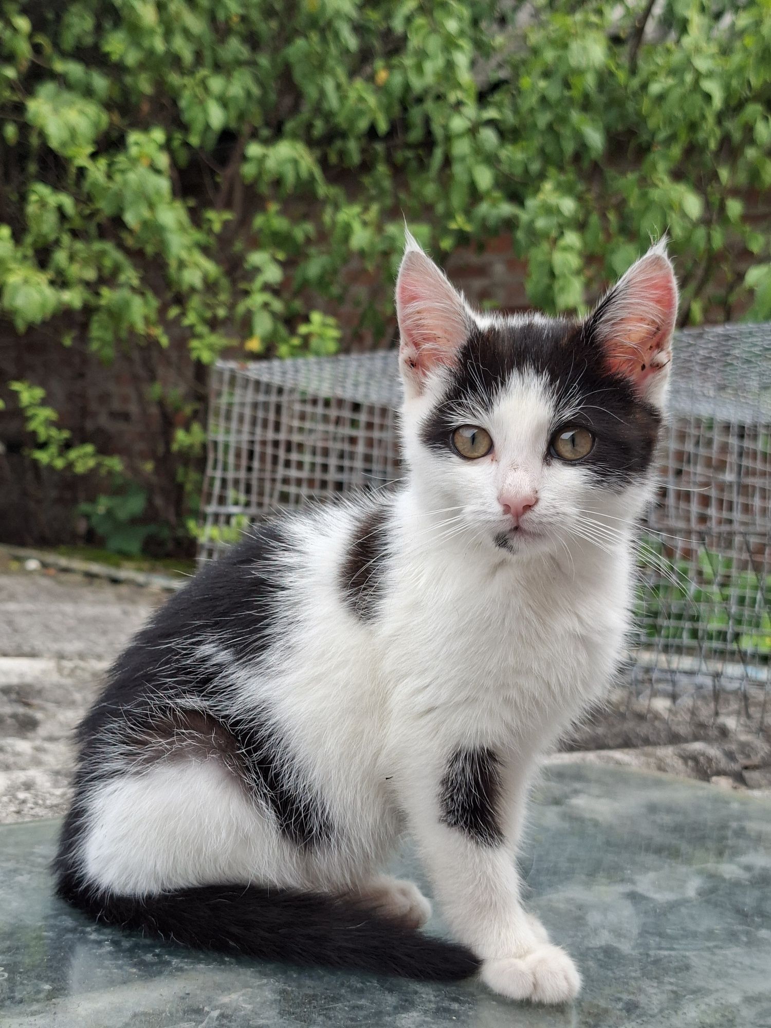 Кошеня, хлопчик безкоштовно