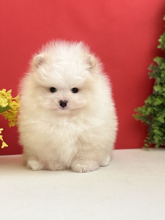 Ексклюзивний хлопчик шоу класу