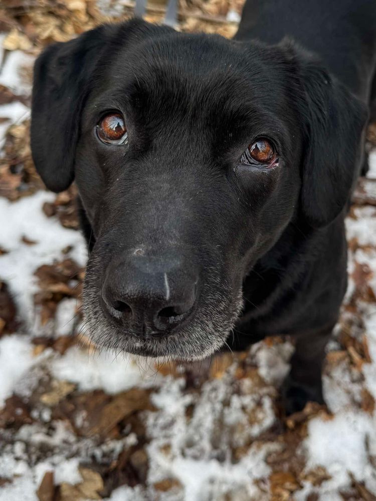 Suczka KAWKA rasy Labrador szuka domku
