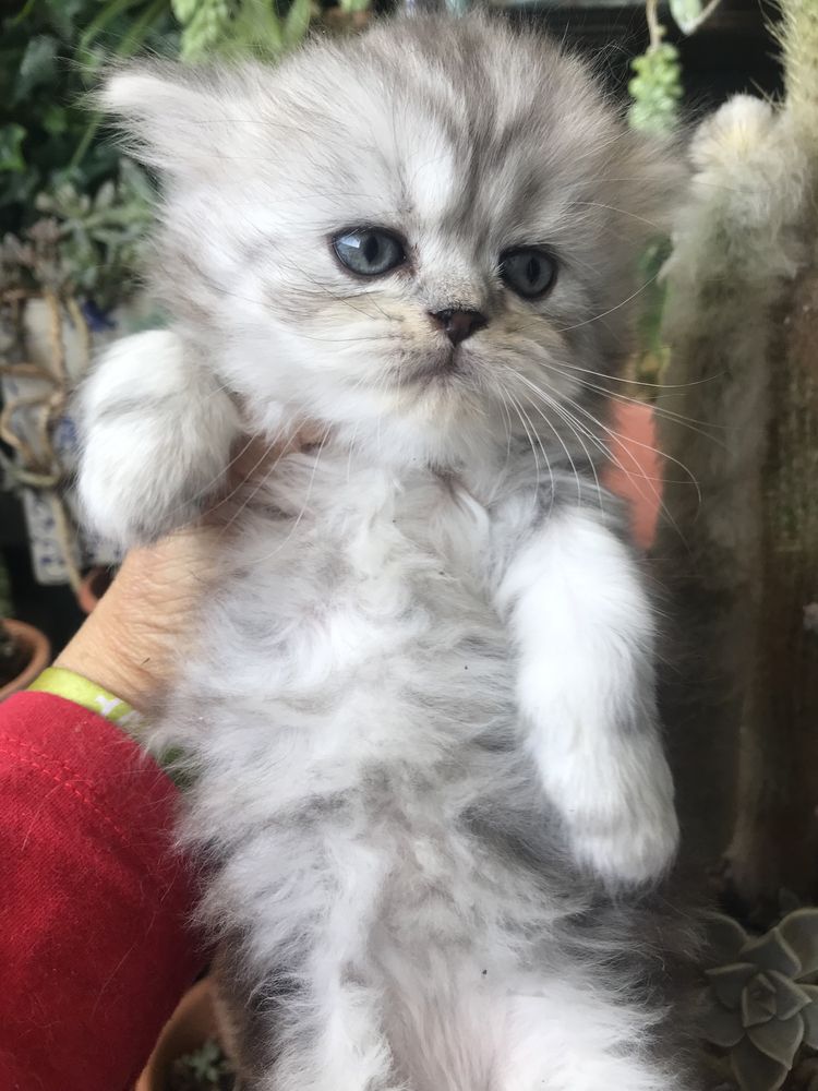 Gatinho persa bébé lindo