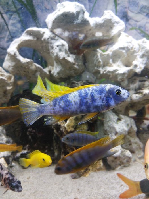 Pyszczak wysmukły para