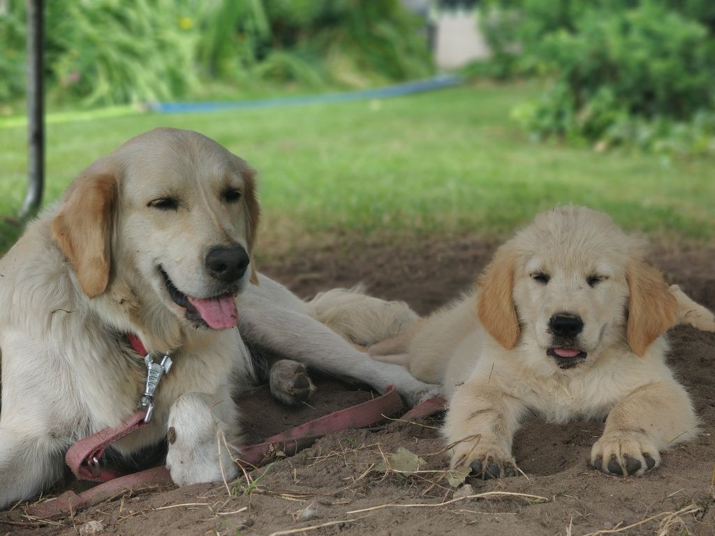 Miot Golden retriever