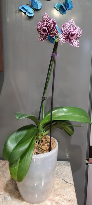 Орхідея Дикий кіт з діткою