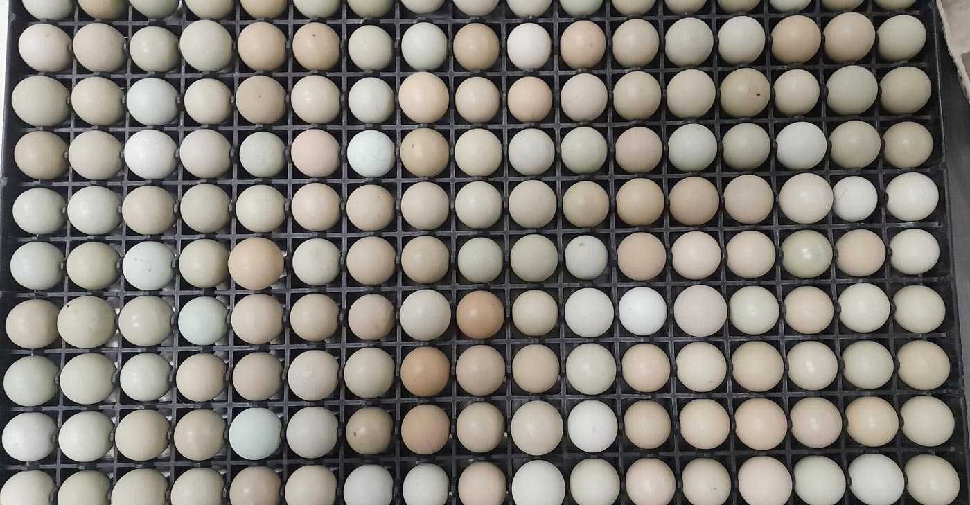 Kuropatwa szara, jaja lęgowe dostępne od marca