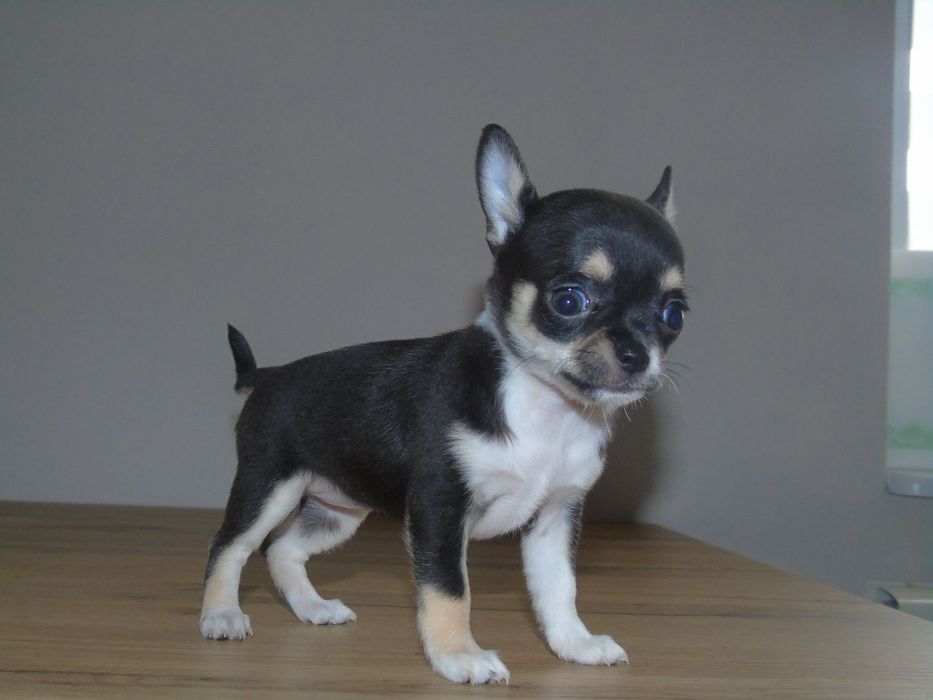 Chihuahua śliczna malutka sunia