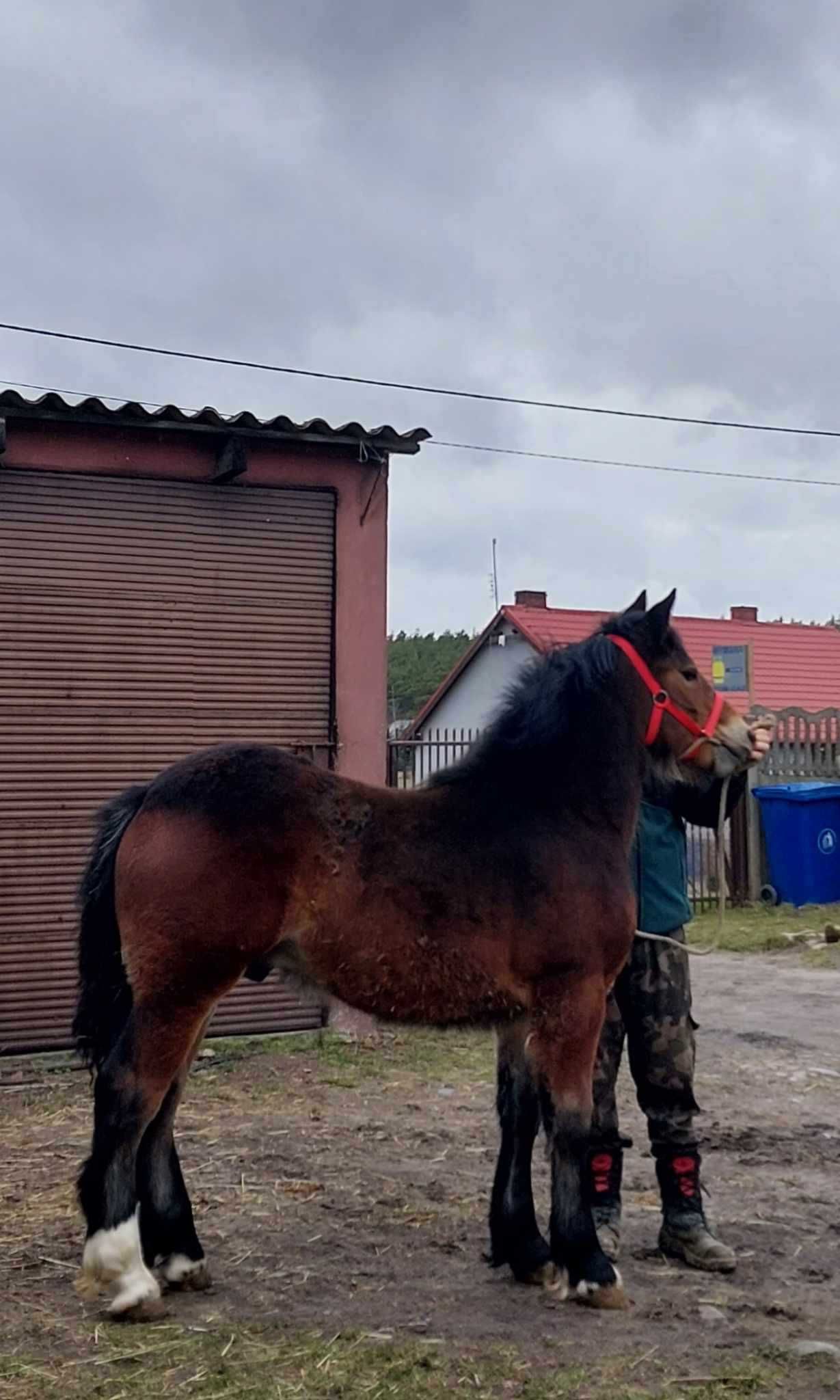 Źrebak koń zimnokrwisty ogierek ur. 08.08.2023r