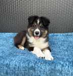 Owczarek australijski piesek black tri