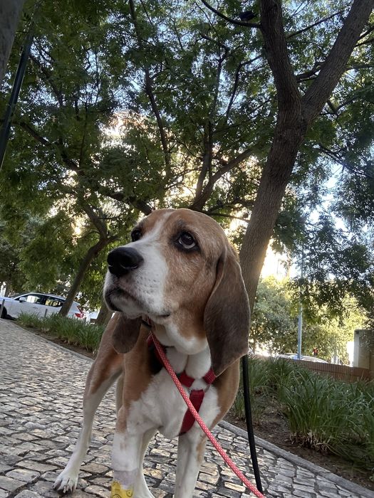 Pet sitting (tenho experiencia)