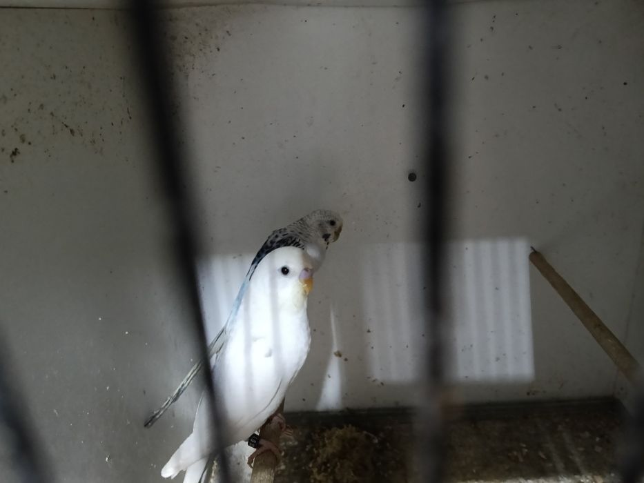 Piriquitos hogoromos e asas negras