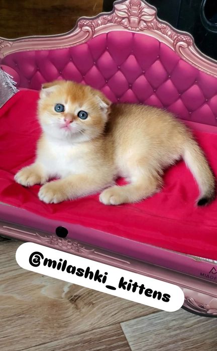 MILASHKI_KITTENS - котики, которые покоряют сердца). Золотая шиншилла.