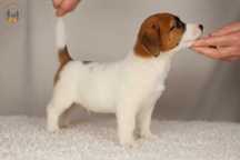 Jack Russell Terrier ZKwP FCI piesek k.włos rezerwacja