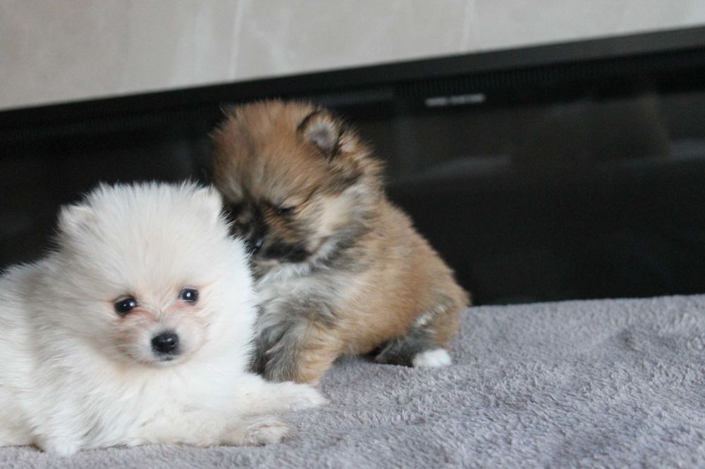 Szpic Pomeranian śliczna suczka xxs - szuka nowego domu