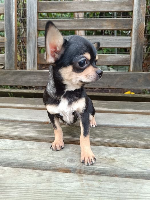 Juz do odbioru * Chihuahua suczka czarna podpalana