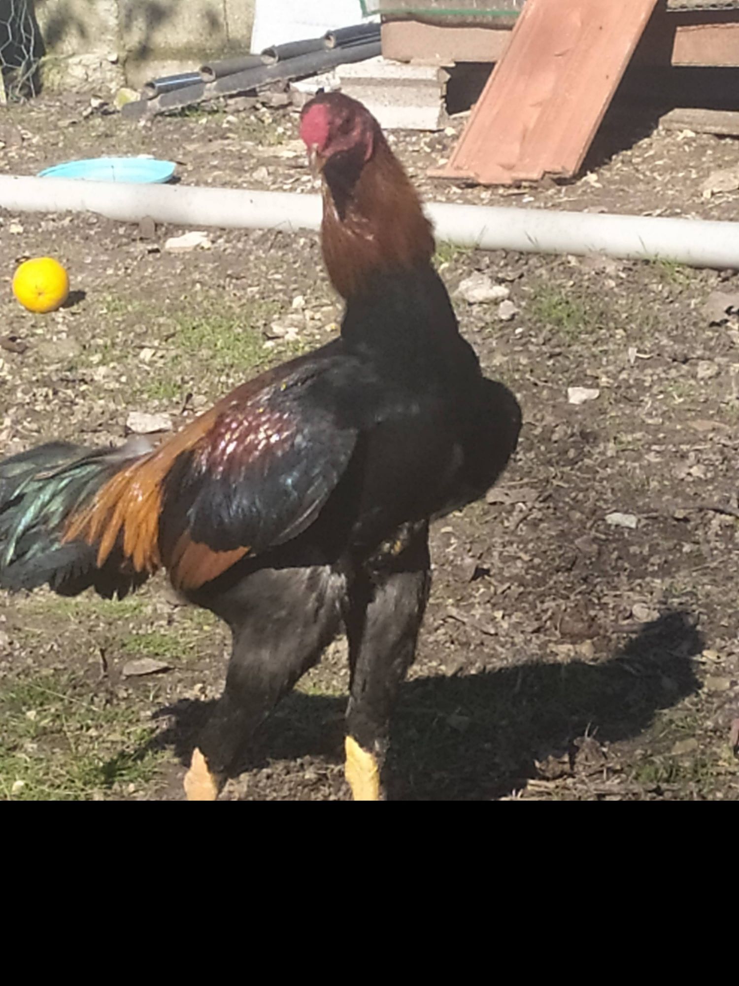 Ovos Índio Gigante