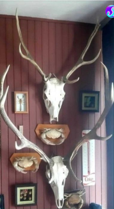 poroże wieniec jelenia