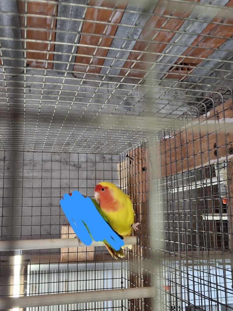 Vendo casal de agapornis long