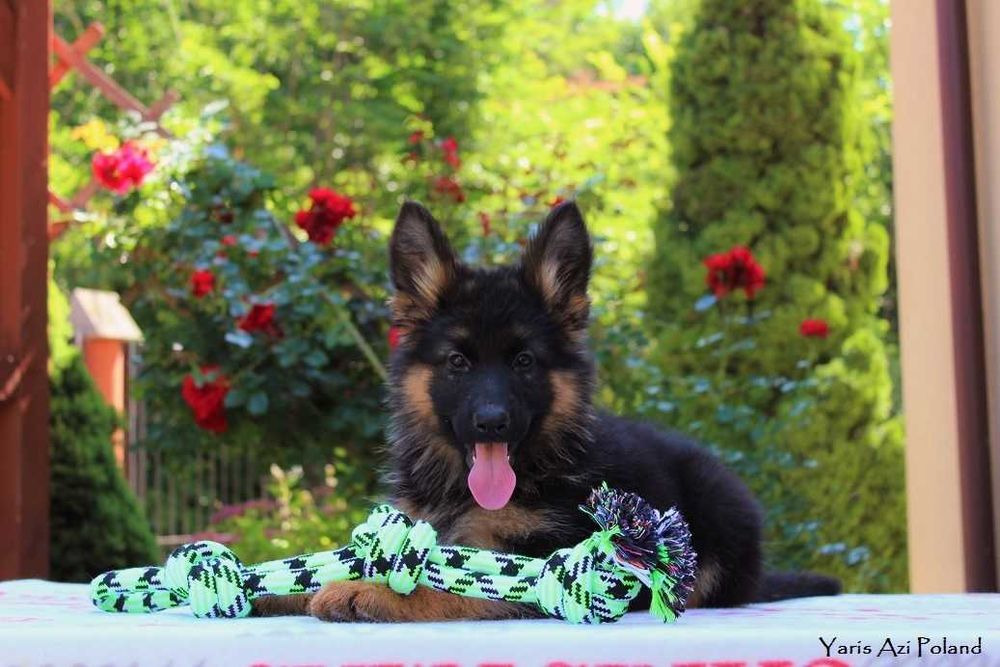 Owczarek Niemiecki Długowłosy FCI ( ZKwP ) Z RODOWODEM  POTĘŻNE !!!
