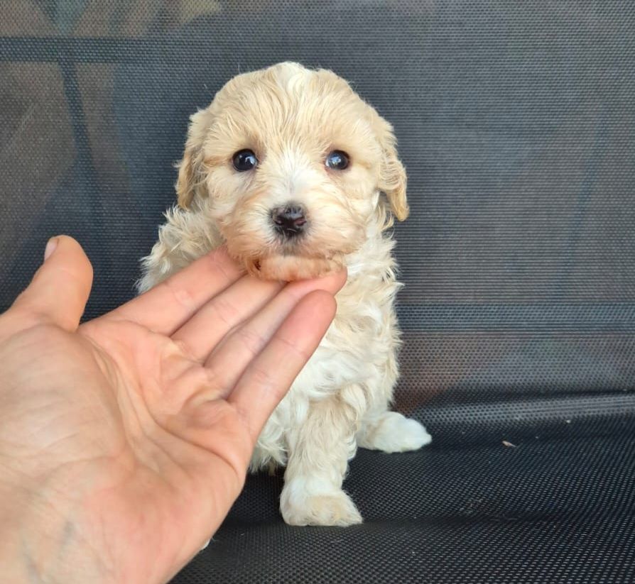Śliczna Suczka Maltipoo
