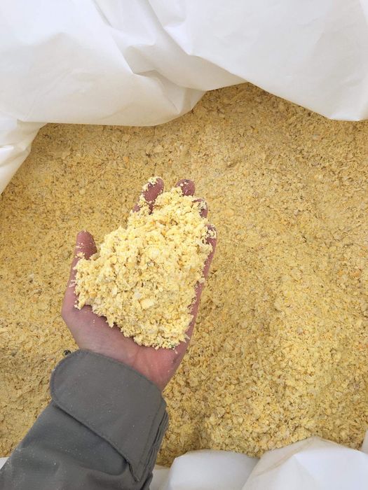 Kiszone, mielone ziarno kukurydzy CCM