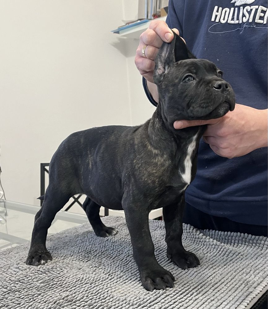 Cane Corso suczka