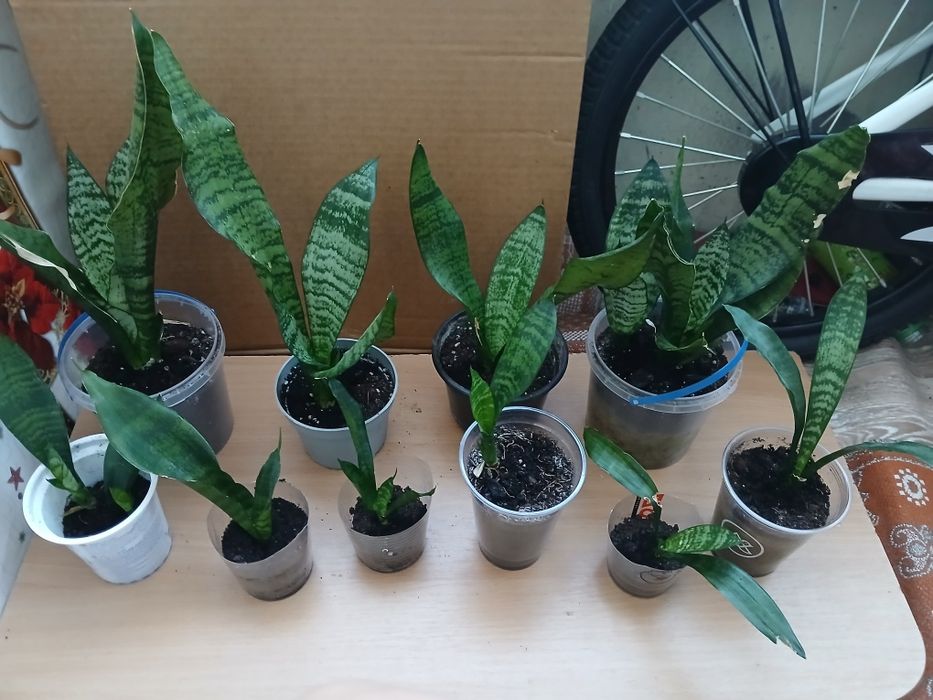 Кімнатні рослини