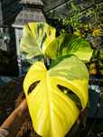 Monstera Pom Pom Aurea variegata