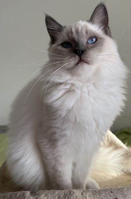 Kocurek Ragdoll blue mitted