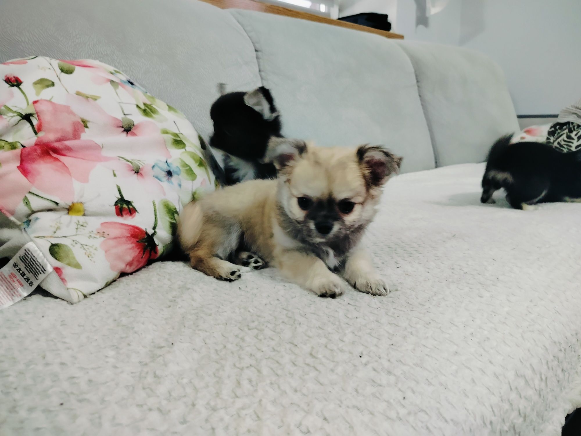 Chihuahua piesek