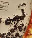 Messor barbarus królowa + około 30 robotnic + potomstwo