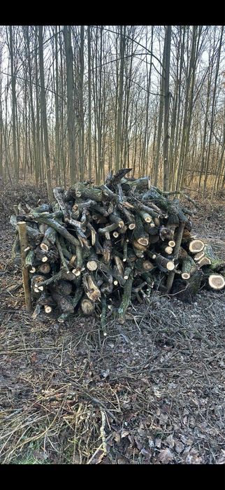 Drzewo gałeziówka Dąb Jesion