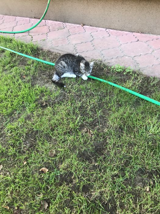 Słodka kotka śliczna