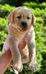 Labrador retriever piesek żółty HOLLYWOOD hodowla ZKwP FCI