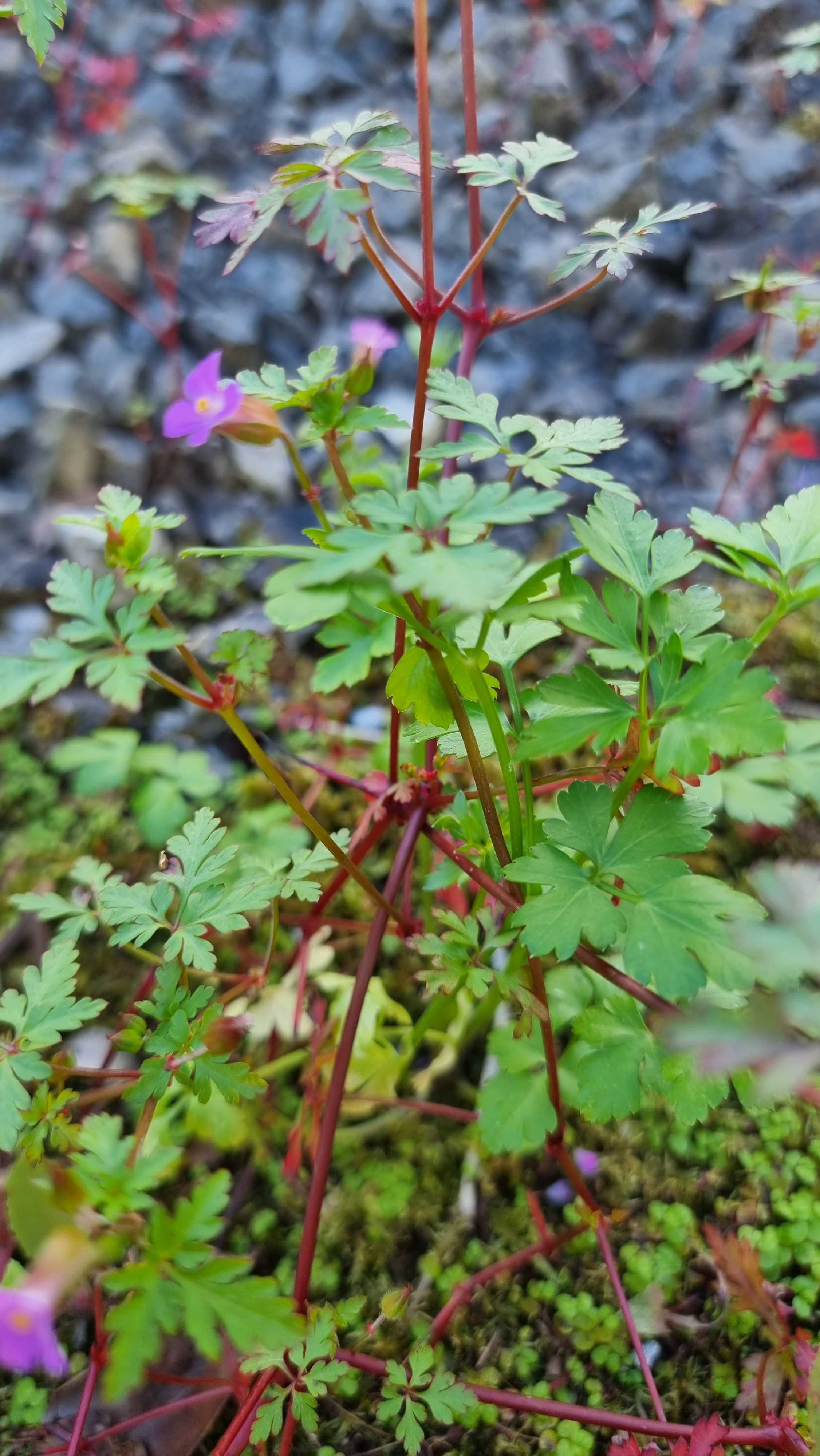Planta Medicinal Erva de São Roberto