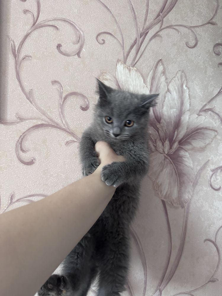 Кошенята шотланці