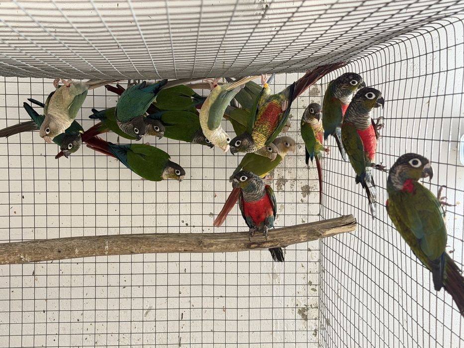 Pyrrhuras para venda