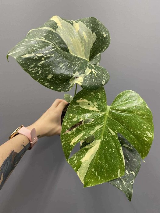 Monstera Thai Constellation  nr   D 11 cm