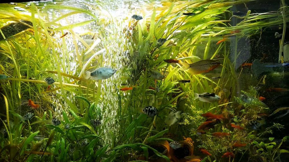 Компрессор для акваріума  USB від павербанка