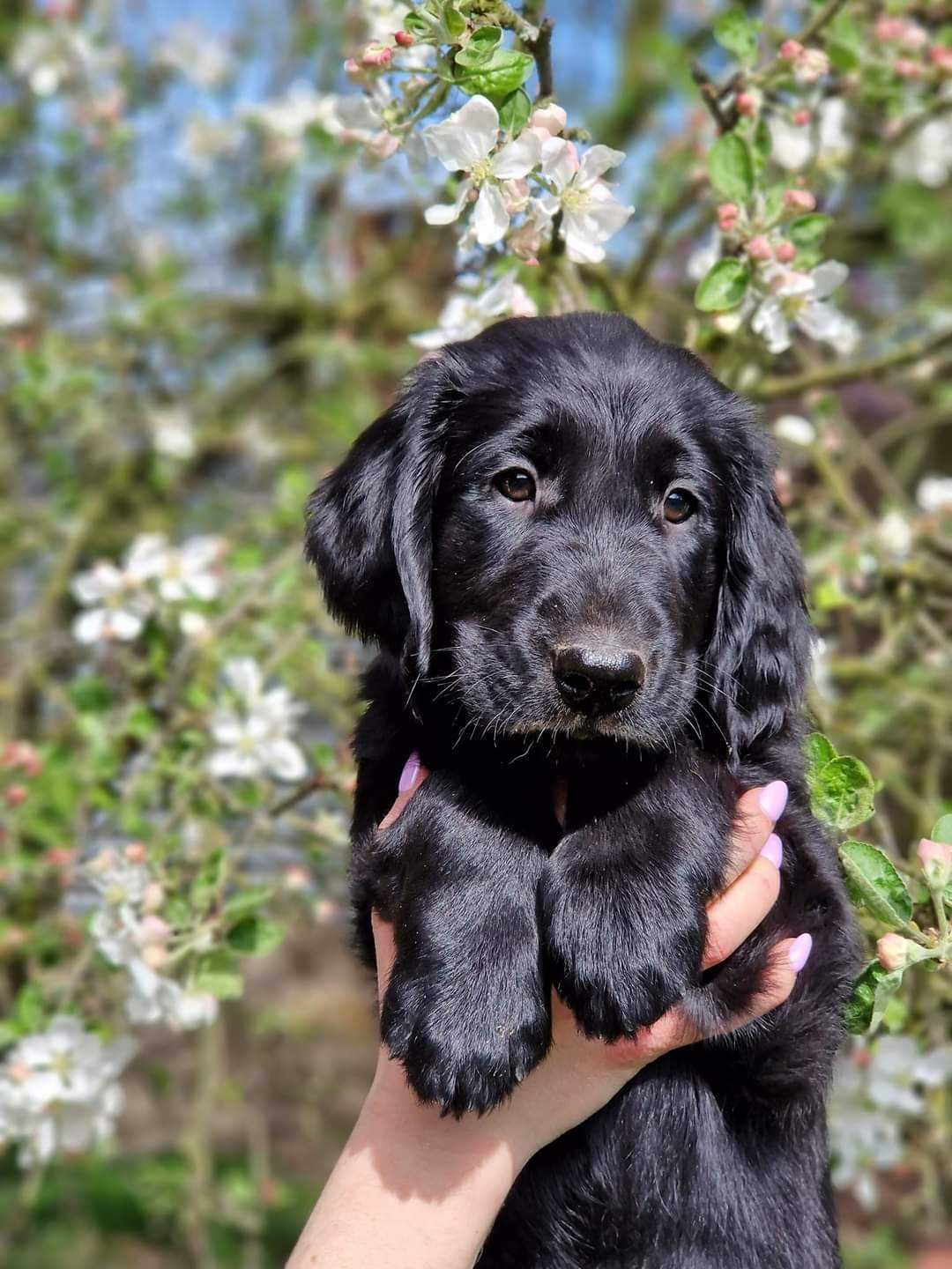 Flat Coated Retriever - czarna dziewczynka gotowa do odbioru