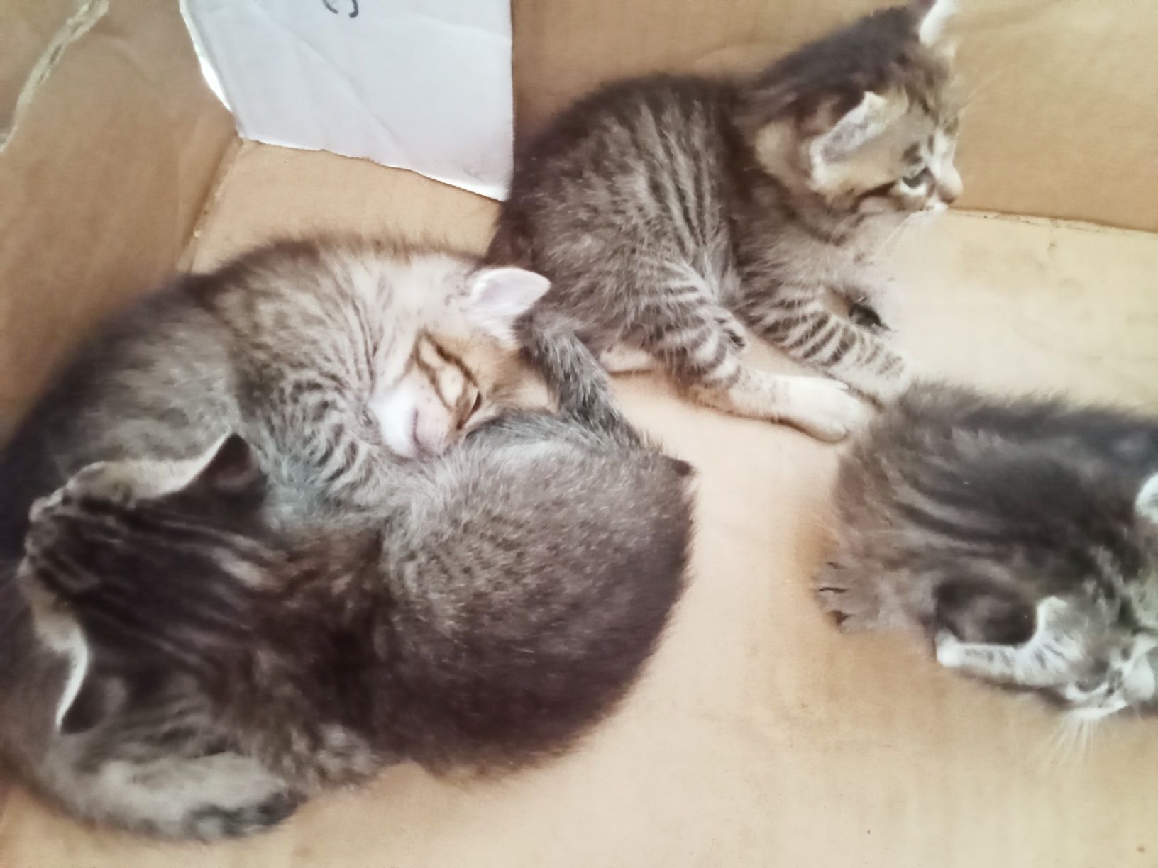 Doa se gatinhos bebes